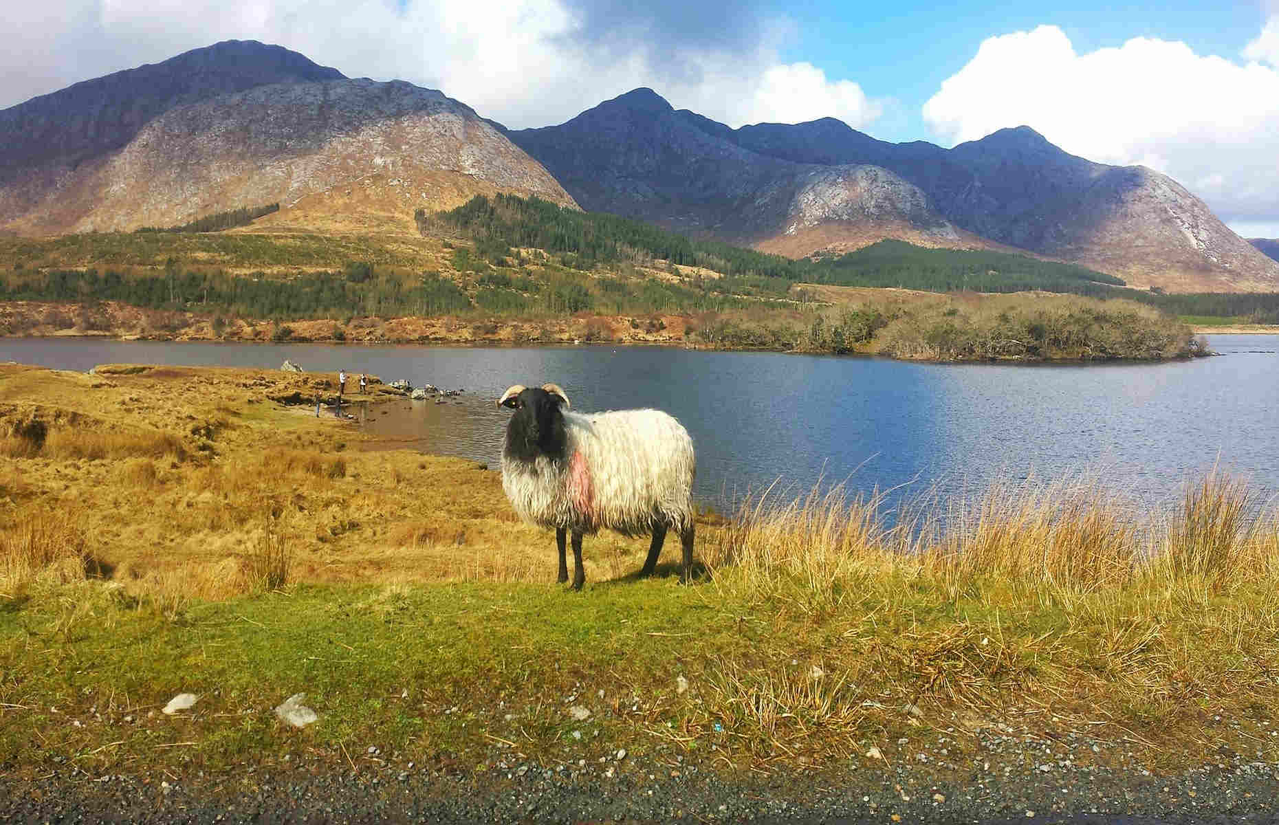 Connemara - Voyage Irlande